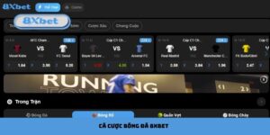 cá cược bóng đá 8xbet